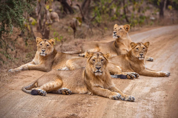 Best Gir Tour Package For An Unforgettable Wildlife And Cultural Journey